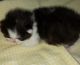 Persian Cats for sale in Warren, MI, USA. price: NA