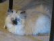 Persian Cats for sale in Springfield, MO, USA. price: $325