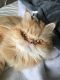 Persian Cats for sale in Southgate, MI, USA. price: $400