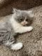 Persian Cats for sale in Fresno, CA, USA. price: $500
