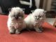 Persian Cats for sale in Thornton, CO, USA. price: $900