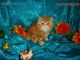 Persian Cats for sale in Waxhaw, NC 28173, USA. price: $1,200