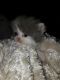 Persian Cats for sale in Rockledge, FL 32955, USA. price: $500