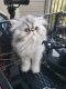 Persian Cats for sale in Vancouver, WA 98661, USA. price: $950
