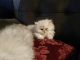 Persian Cats for sale in Pollock Pines, CA 95726, USA. price: NA