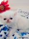 Persian Cats for sale in Apache Junction, AZ, USA. price: $600