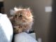Persian Cats for sale in East Whittier, CA, USA. price: NA