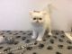 Persian Cats for sale in Squaw Valley, CA, USA. price: $350