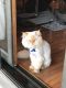 Persian Cats for sale in Tinley Park, IL, USA. price: $700