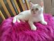 Persian Cats for sale in New Caney, TX 77357, USA. price: $400