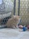 Persian Cats for sale in Stamford, CT, USA. price: NA