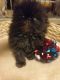Persian Cats for sale in Albany, OR, USA. price: $500
