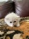 Persian Cats for sale in St. Petersburg, FL, USA. price: NA
