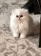 Persian Cats for sale in Cicero, IN, USA. price: $2,950