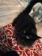 Persian Cats for sale in Lady Lake, FL, USA. price: $40