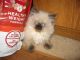 Persian Cats for sale in Shelby Charter Twp, MI, USA. price: NA