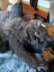 Persian Cats for sale in Mora, NM 87732, USA. price: $550
