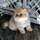 Persian Cats for sale in Eureka, CA, USA. price: NA