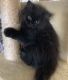 Persian Cats for sale in Port Charlotte, FL, USA. price: $300