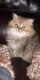 Persian Cats for sale in DeWitt, IA 52742, USA. price: NA