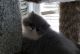 Persian Cats for sale in Kent, WA, USA. price: $600