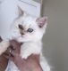 Persian Cats for sale in Wilmington, OH 45177, USA. price: NA