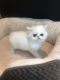 Persian Cats for sale in Fullerton, CA, USA. price: NA