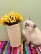 Persian Cats for sale in American Fork, UT 84003, USA. price: NA