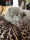 Persian Cats for sale in 9877 Brumm River Rd, Nashville, MI 49073, USA. price: NA