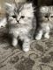 Persian Cats for sale in Cicero, IN, USA. price: $2,150
