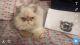 Persian Cats for sale in Dearborn, MI 48126, USA. price: $200