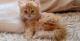Persian Cats for sale in Chicago, IL, USA. price: $500