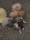 Persian Cats for sale in Dowagiac, MI 49047, USA. price: NA