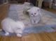 Persian Cats for sale in 02906 Sereno Ln, Fort Worth, TX 76244, USA. price: NA