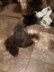 Persian Cats for sale in Gladstone, VA 24553, USA. price: NA