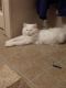 Persian Cats for sale in Norwalk, OH, USA. price: NA