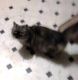 Persian Cats for sale in Cumberland, MD 21502, USA. price: NA