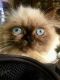 Persian Cats for sale in San Diego, CA, USA. price: $650