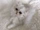 Persian Cats for sale in Lexington, KY, USA. price: $900
