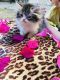 Persian Cats for sale in Hemet, CA, USA. price: $550