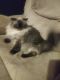 Persian Cats for sale in Hannibal, NY 13074, USA. price: NA