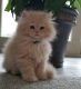 Persian Cats for sale in St Paul, MN 55122, USA. price: $750