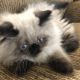 Persian Cats for sale in Cicero, IN, USA. price: NA