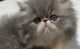 Persian Cats for sale in Fayetteville, AR, USA. price: $1,500