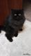 Persian Cats for sale in Gatlinburg, TN 37738, USA. price: $900