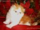 Persian Cats for sale in Waxhaw, NC 28173, USA. price: NA