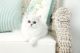 Persian Cats for sale in Helena, MT, USA. price: NA