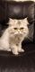 Persian Cats for sale in Dearborn Heights, MI 48127, USA. price: $300