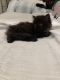 Persian Cats for sale in East Whittier, CA, USA. price: NA