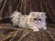 Persian Cats for sale in Lexington, KY, USA. price: $900